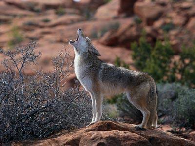 Arizona Native Wildlife - Animal Defense League of Arizona