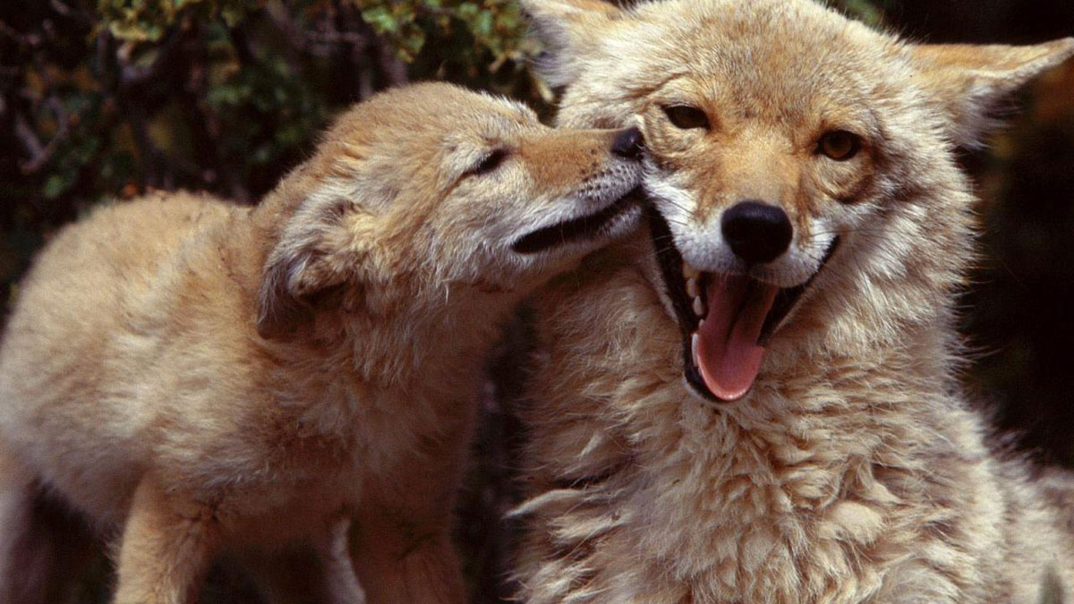 https://adlaz.org/wp-content/uploads/2019/10/coyote-mom-and-pup.jpg