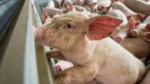 ALDF pig slaughter cropped
