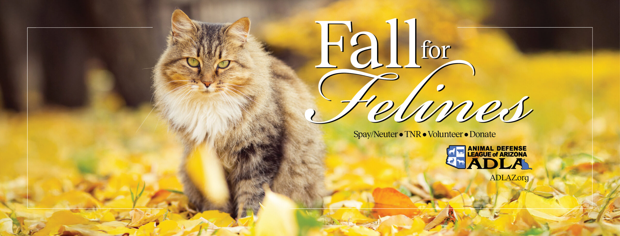 Fall for Felines - Animal Defense League of Arizona